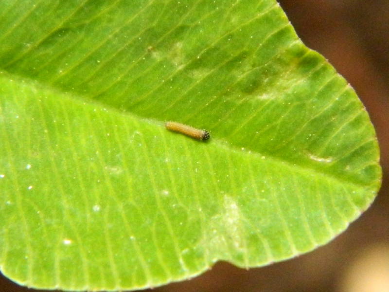 Colias crocea e uova